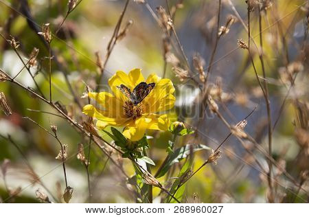 Close Up Of A Crescent Butterfly On A Bright Yellow Sunflower