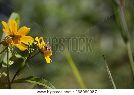 Close Up Of A Crescent Butterfly On A Bright Yellow Sunflower