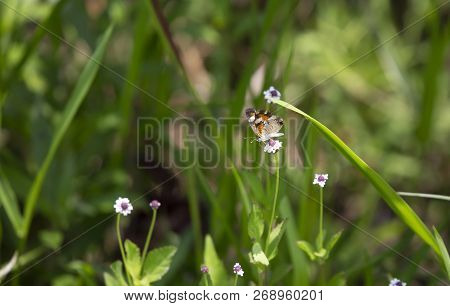 Phaon Crescent Butterfly (phyciodes Phaon) Perched On A Pretty Wildflower