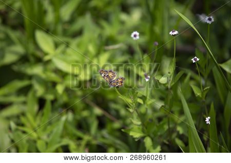 Phaon Crescent Butterfly (phyciodes Phaon) Perched On A Pretty Wildflower