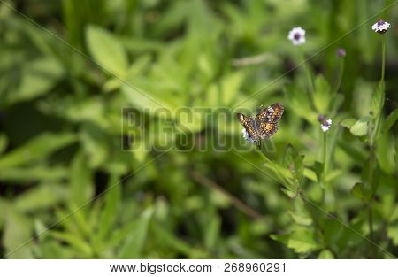 Phaon Crescent Butterfly (phyciodes Phaon) Perched On A Pretty Wildflower