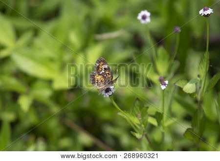 Phaon Crescent Butterfly (phyciodes Phaon) Perched On A Pretty Wildflower
