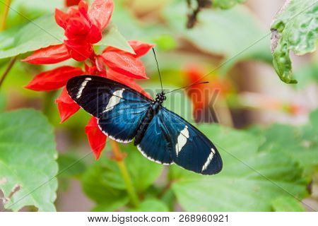 Sara Longwing Butterfly Heliconius Sara In Mariposario The Butterfly House In Mindo, Ecuador