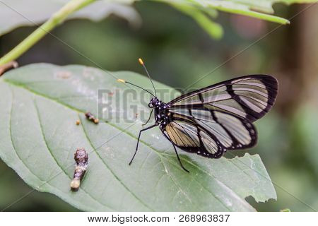 Spotted Glass Wing Butterfly Metona Grandiosa In Mariposario The Butterfly House In Mindo, Ecuador