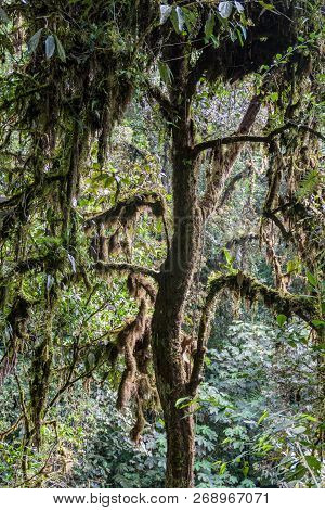Dense Forest In Nambillo Cloud Forest Reserve Near Mindo, Ecuador.