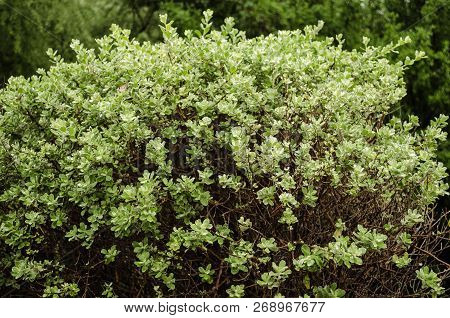 Close Up To A Common Juniper In A Park, Beautiful Tree, Nature Background.