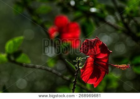Red Flower Of Chinese Hibiscus Or Hibiscus Rosa-sinensis In Blur Green Background