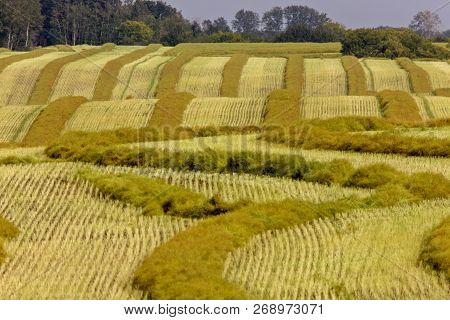 Harvest Canola Swath Saskatchewan Field Combine Ready