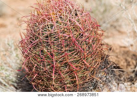nature, botany and floral concept - close up of barrel cactus growing in desert