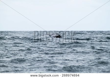 Humpback Whale Megaptera Novaeangliae In Machalilla National Park, Ecuador