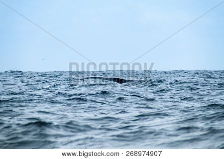 Humpback Whale Megaptera Novaeangliae In Machalilla National Park, Ecuador