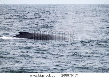 Humpback Whale Megaptera Novaeangliae In Machalilla National Park, Ecuador