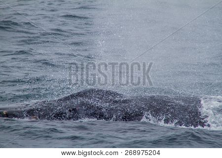 The Humpback Whale Megaptera Novaeangliae In Machalilla National Park, Ecuador