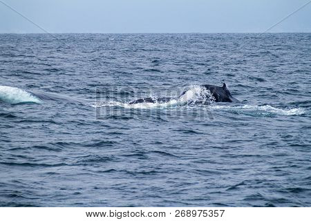 Humpback Whale Megaptera Novaeangliae In Machalilla National Park, Ecuador