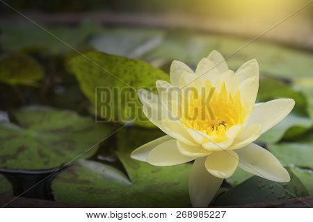 Yellow Lotus Flower With Little Bee In Large Water Jar. Little Bee Keep Pollen From Lotus Flower.