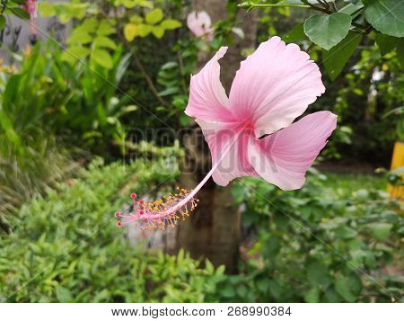 Pink Hibiscus​ Flower, Pink​ Chaba Flower​ On Tree