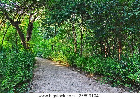 Trees Lining A Peaceful Rocky Walking Path In The National Garden Public Park In Athens, Greece.