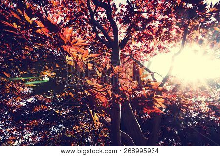 Autumn Season Colorful Of Leaves In Japan