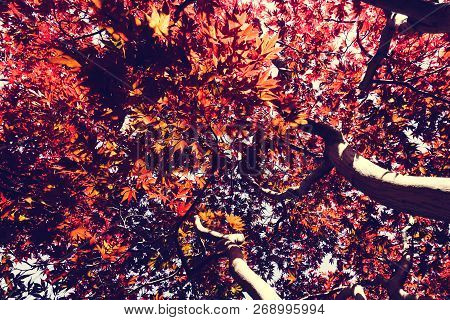 Autumn Season Colorful Of Leaves In Japan