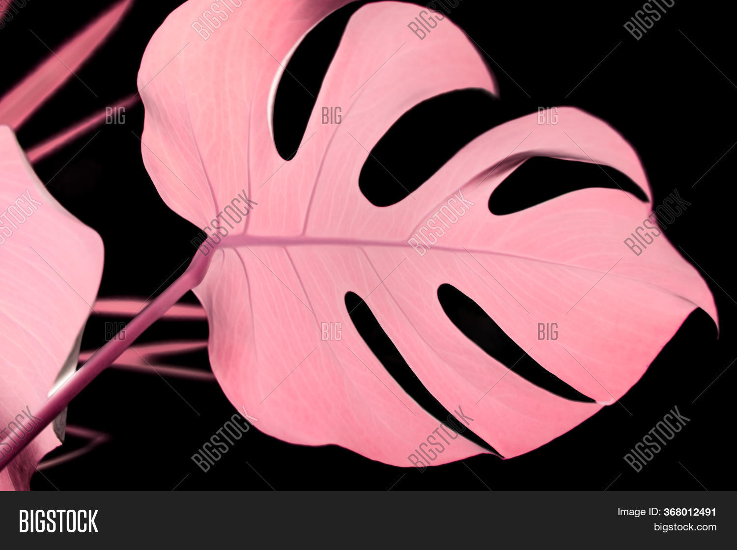 Pink Tropical Palm Image & Photo (Free Trial) Bigstock