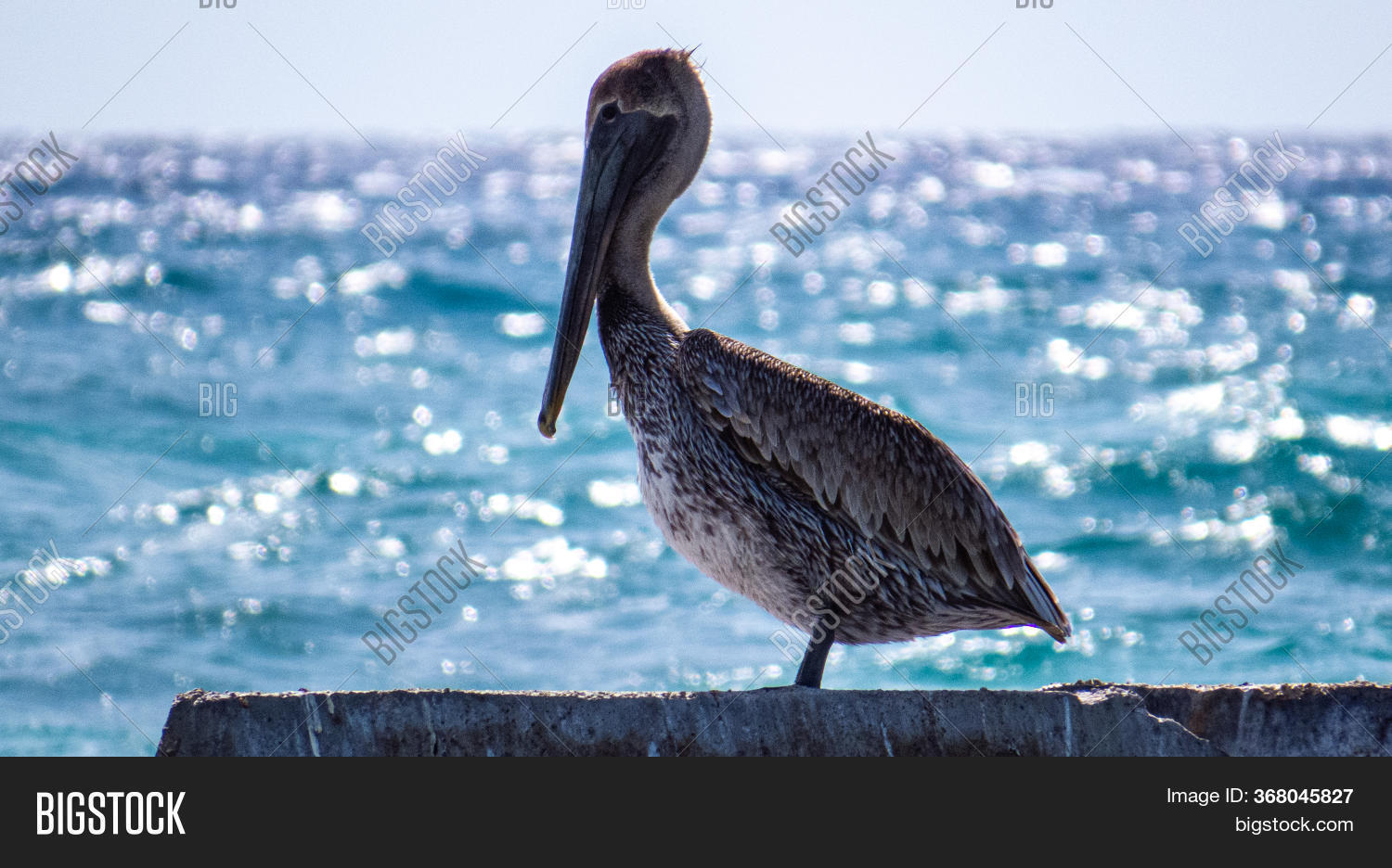 Proud Pelican Standing Image & Photo (Free Trial) Bigstock