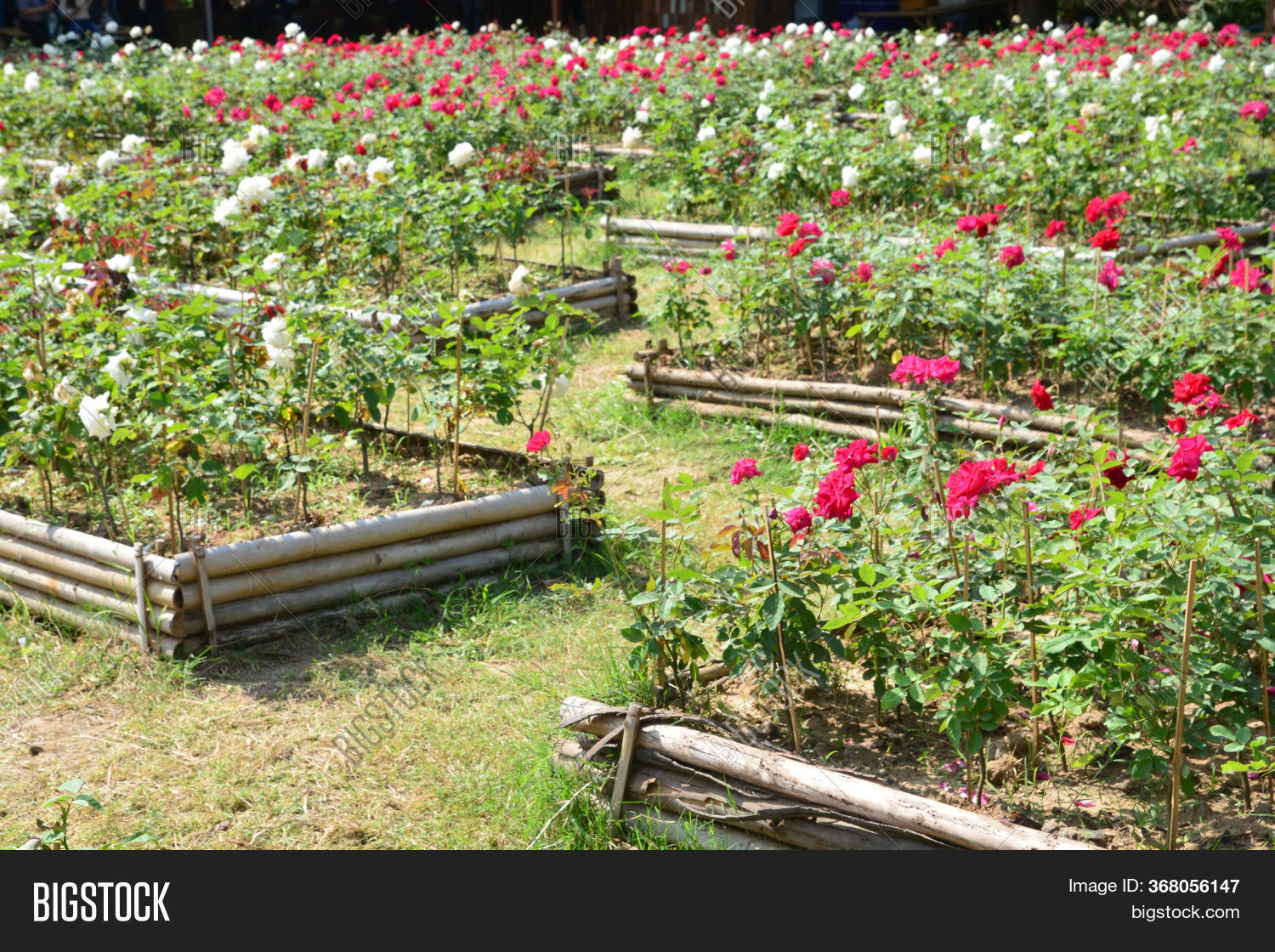 White Rose Red Rose Image & Photo (Free Trial) Bigstock