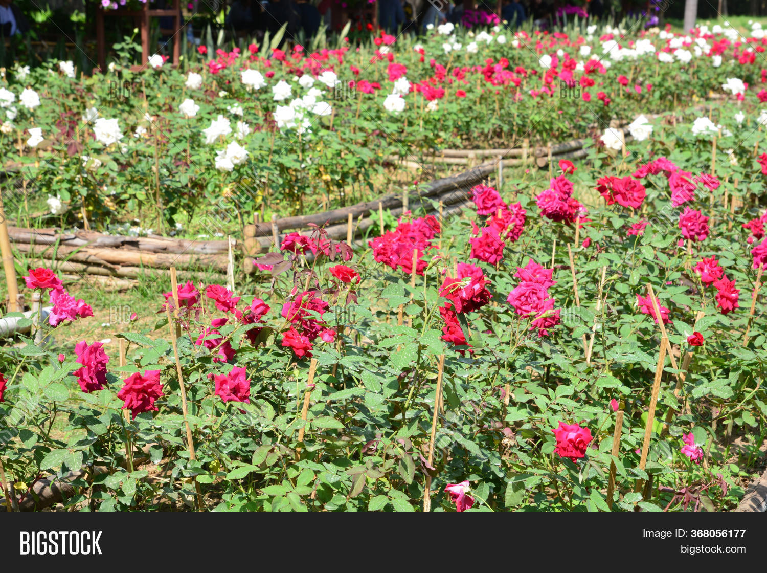White Rose Red Rose Image & Photo (Free Trial) Bigstock