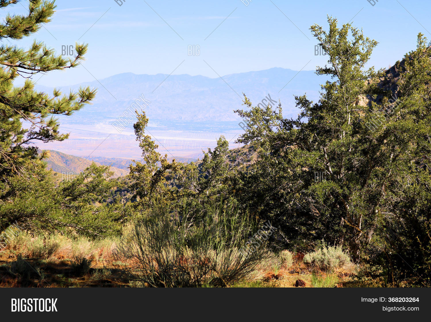 Chaparral Shrubs Pine Image & Photo (Free Trial) Bigstock