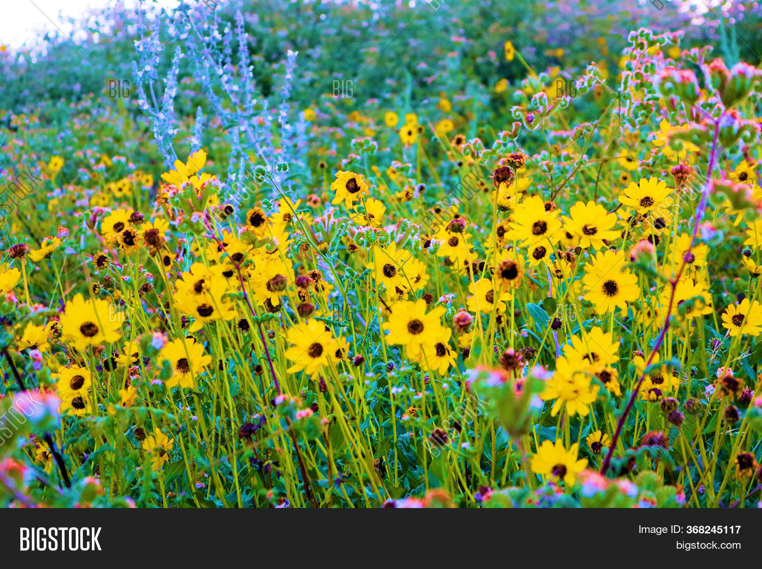 Brittlebush Plants Image & Photo (Free Trial) Bigstock