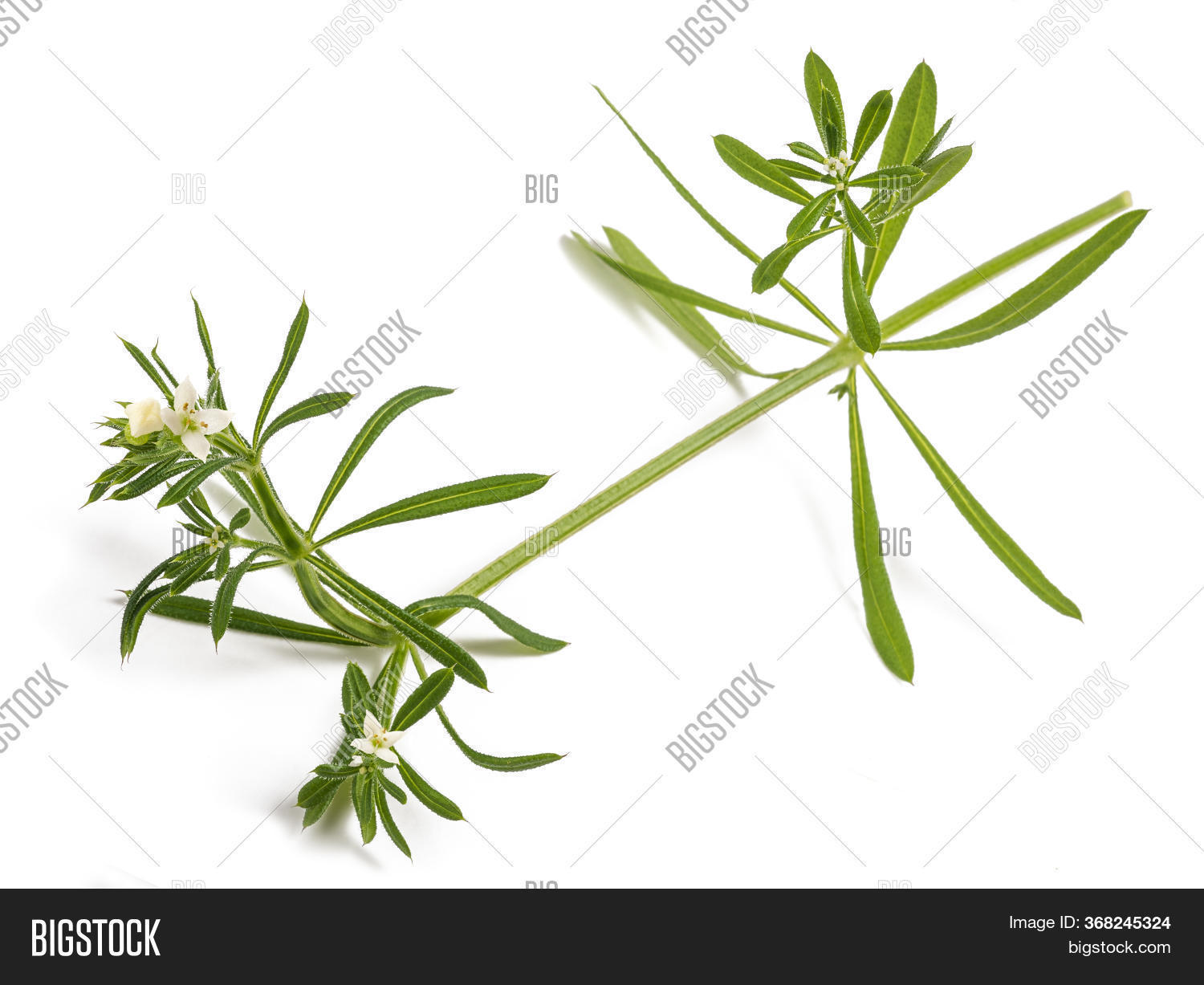 Cleavers (galium Image & Photo (Free Trial) Bigstock