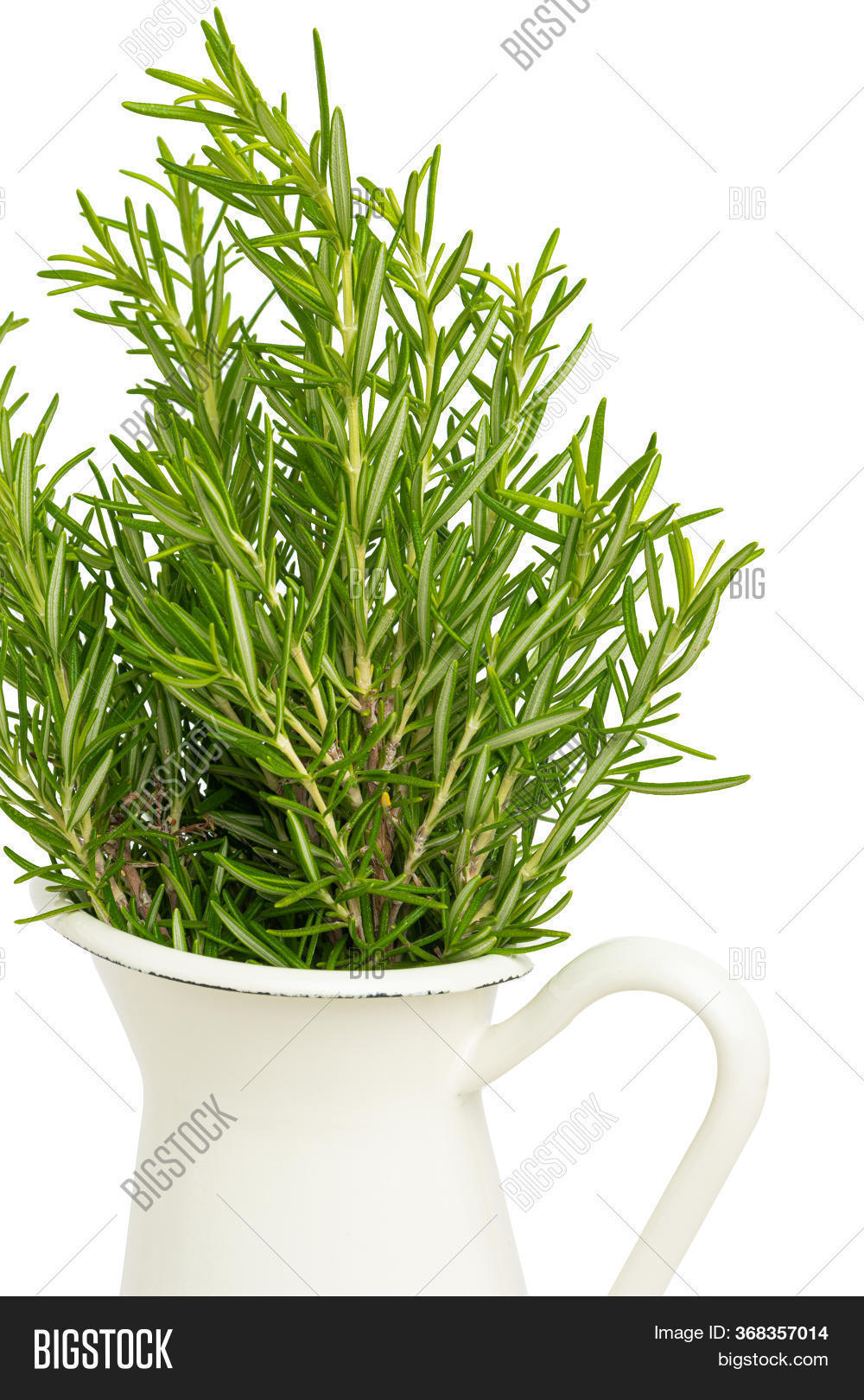 Fresh Rosemary Bunch Image & Photo (Free Trial) | Bigstock