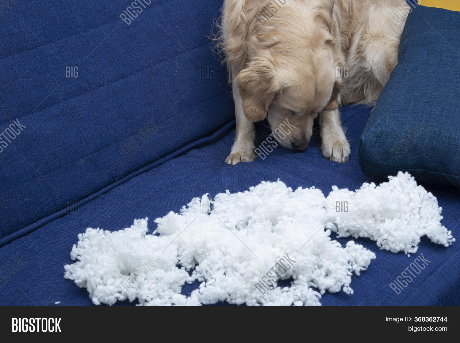 Dog Tore Furniture Image & Photo (Free Trial) Bigstock