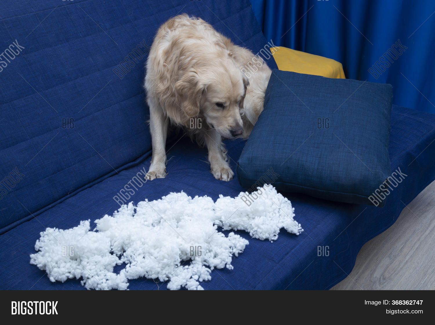 Dog Tore Furniture Image & Photo (Free Trial) Bigstock