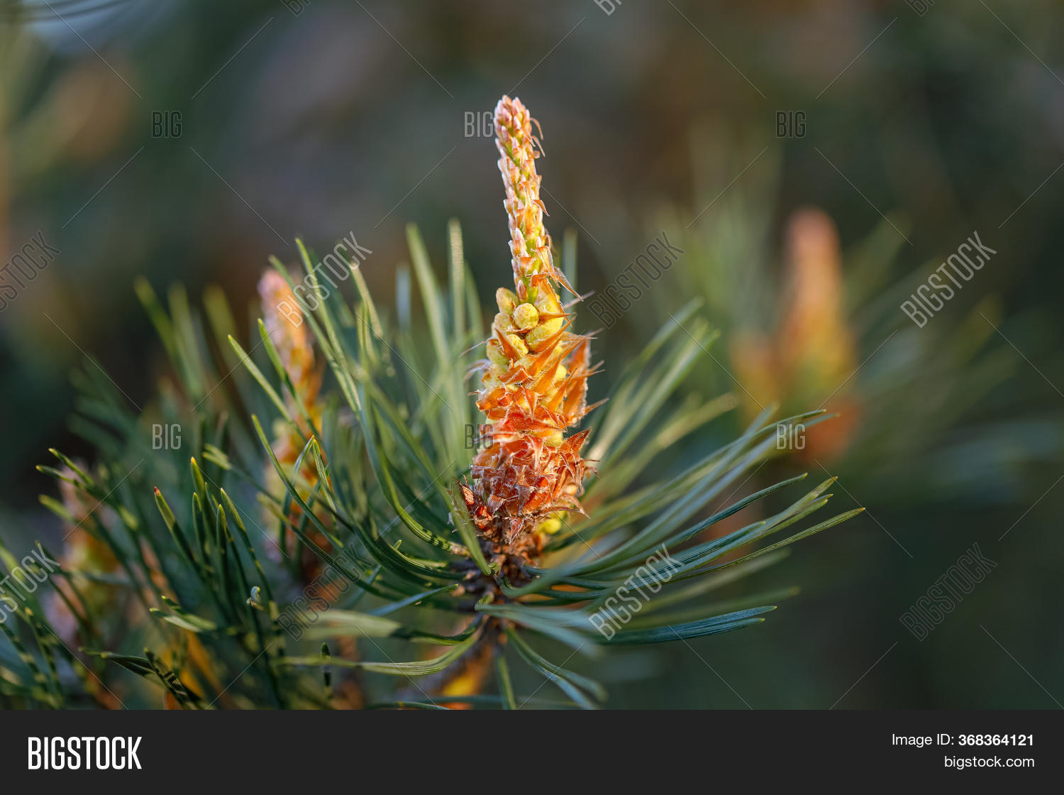 Blooming Pine Buds Image & Photo (Free Trial) Bigstock