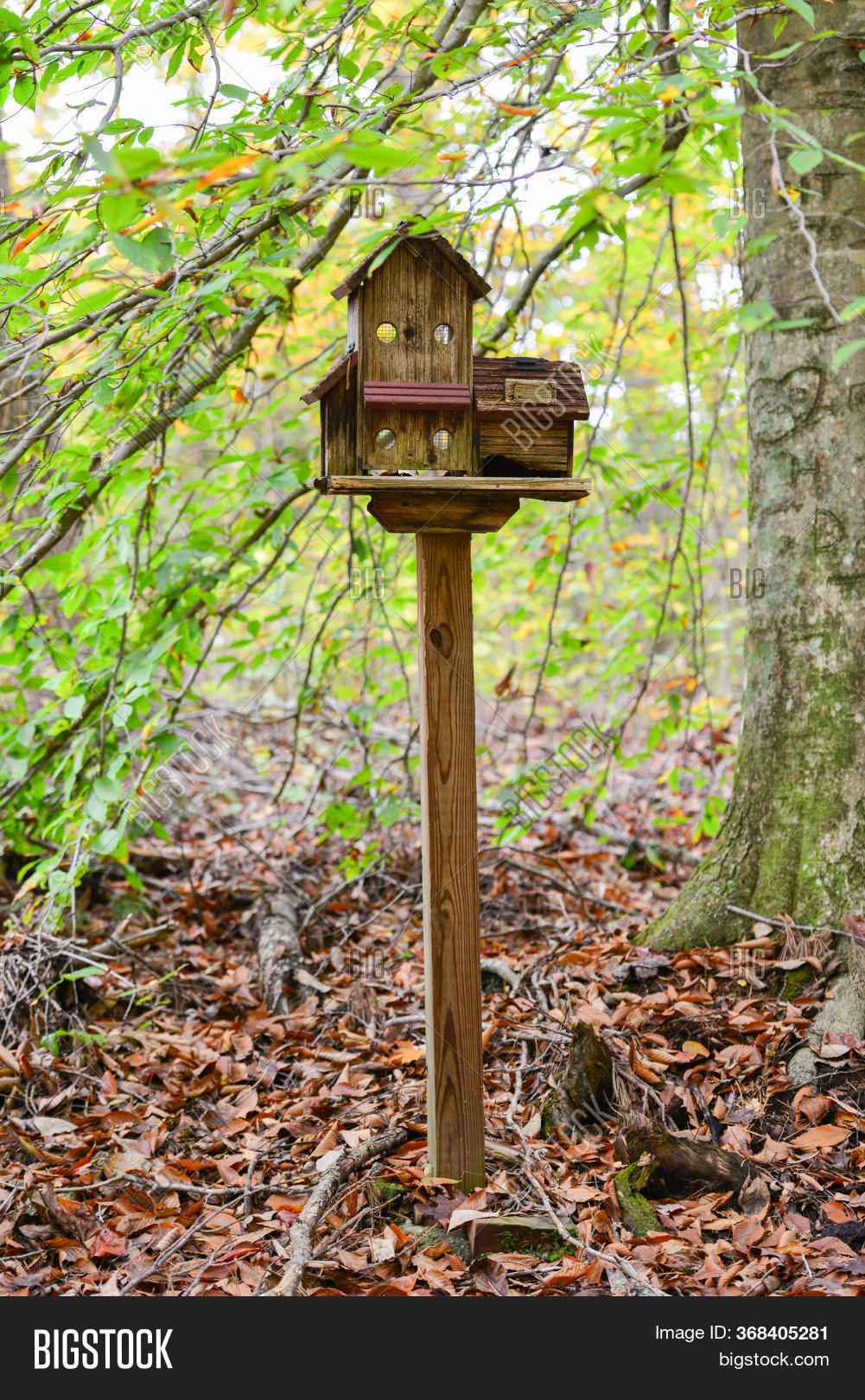 Old Bird House Forest Image & Photo (Free Trial) Bigstock