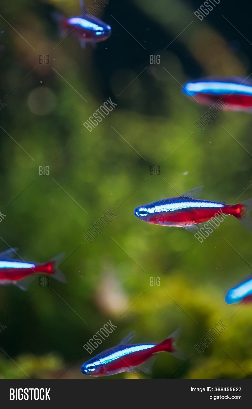 small tetra fish