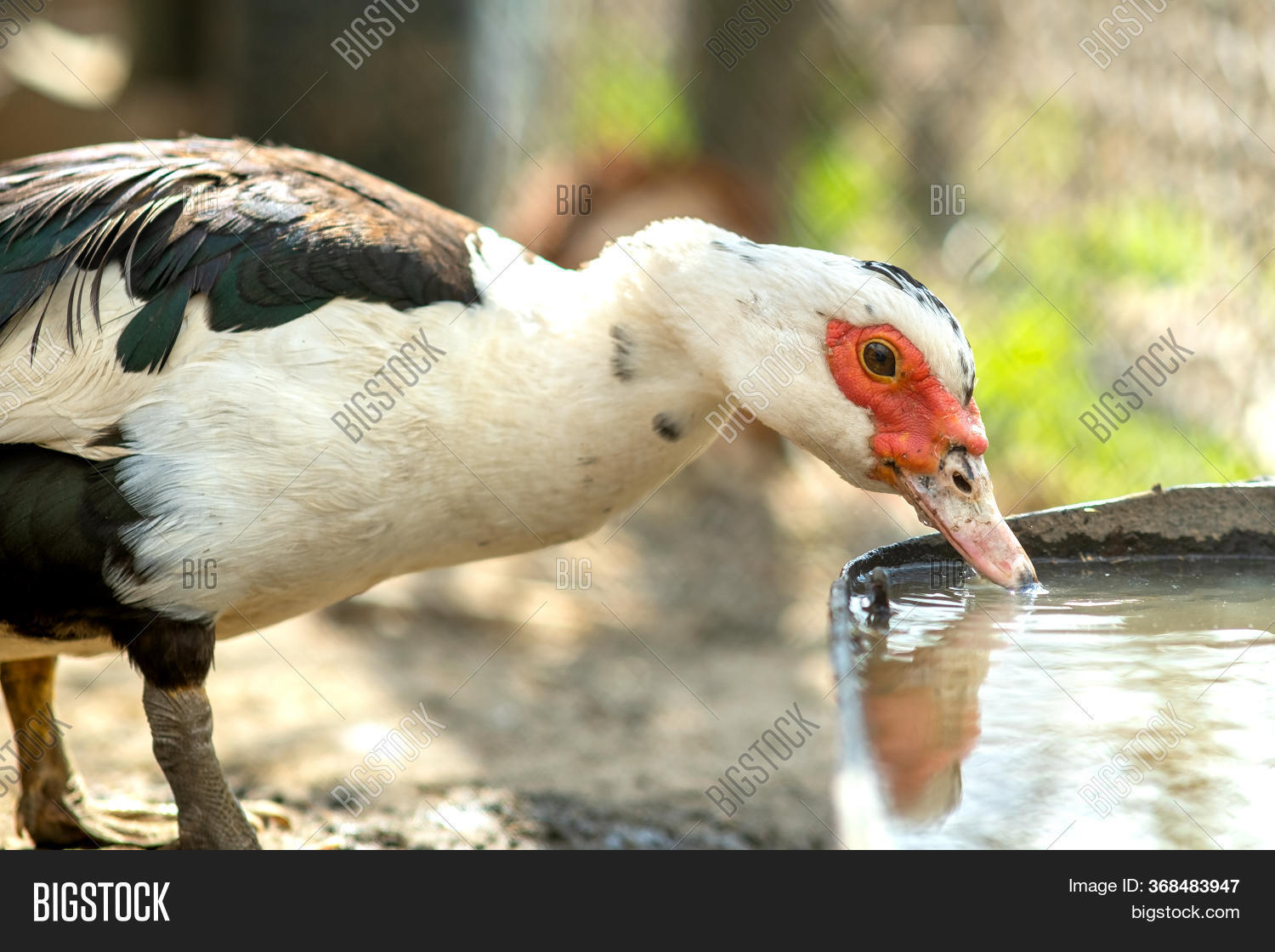 Duck Feed On Image & Photo (Free Trial) Bigstock