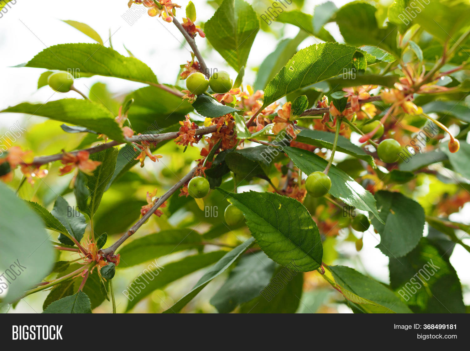 Young, Green Cherries Image & Photo (Free Trial) Bigstock