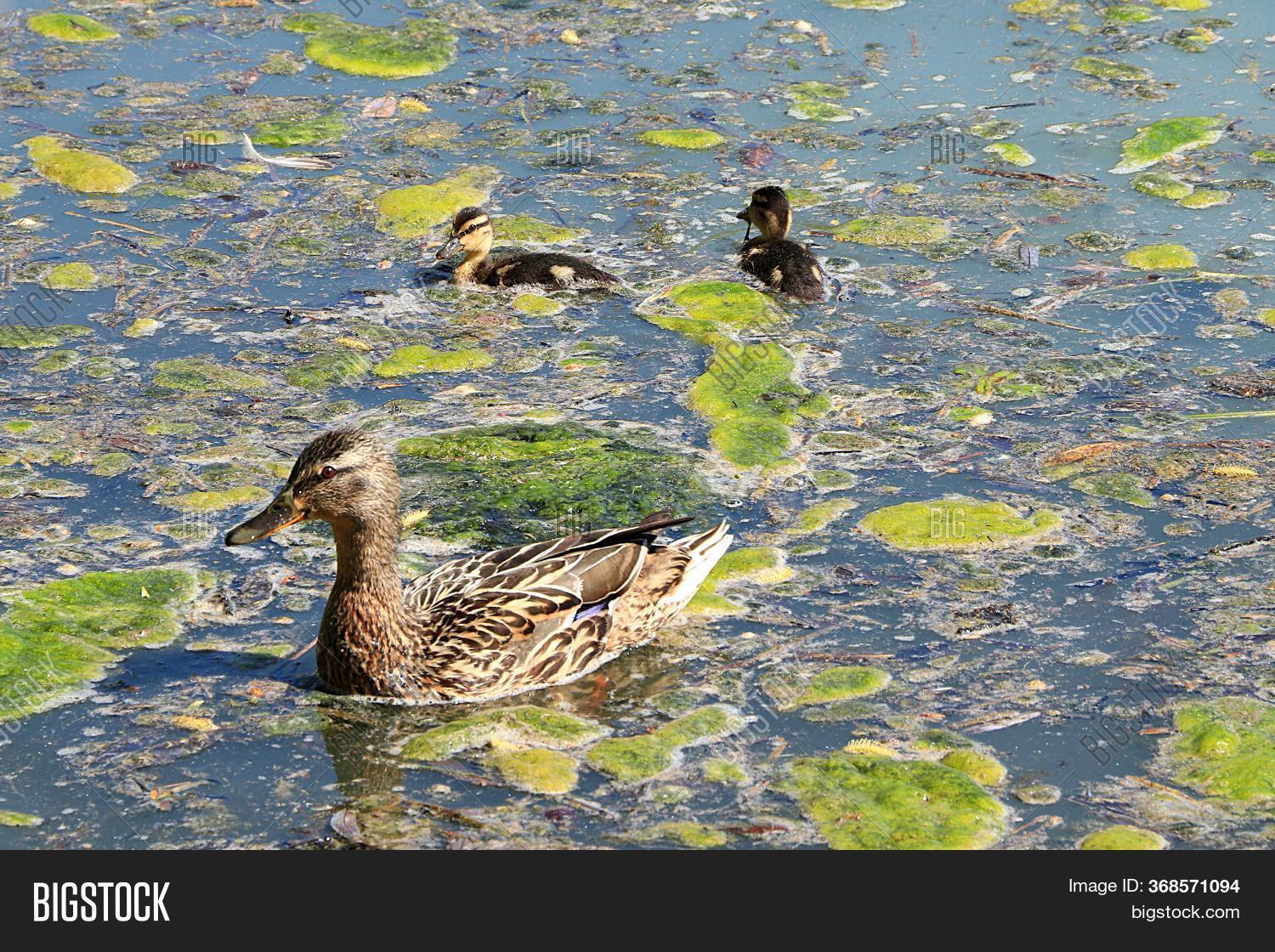 Mom Duck Ducklings On Image & Photo (Free Trial) | Bigstock
