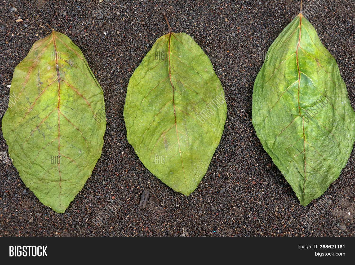 Drying Green Leaves On Image & Photo (Free Trial) Bigstock