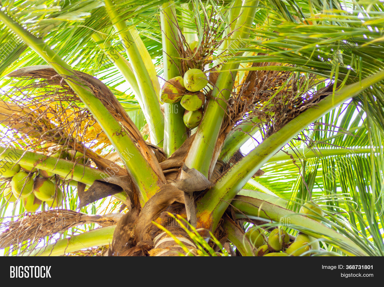 Green Coconut Tree Image & Photo (Free Trial) Bigstock