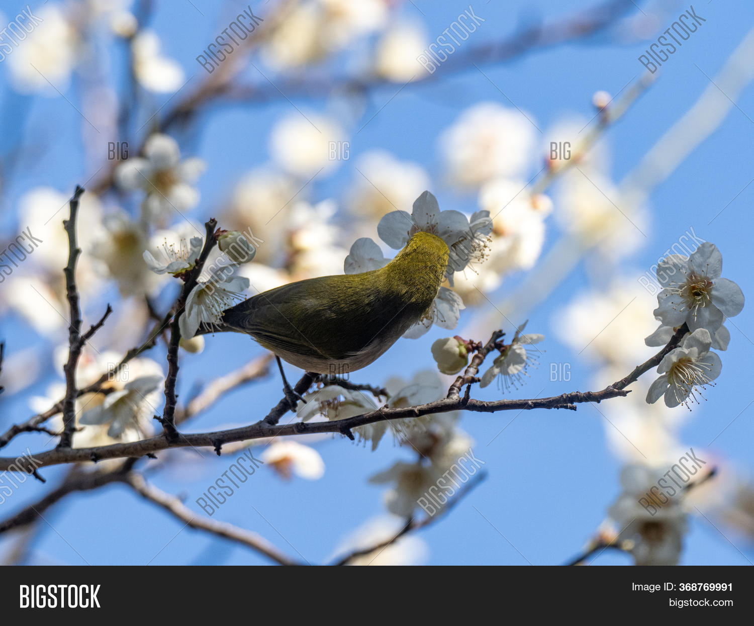 Japanese White-eye, Image & Photo (Free Trial) | Bigstock