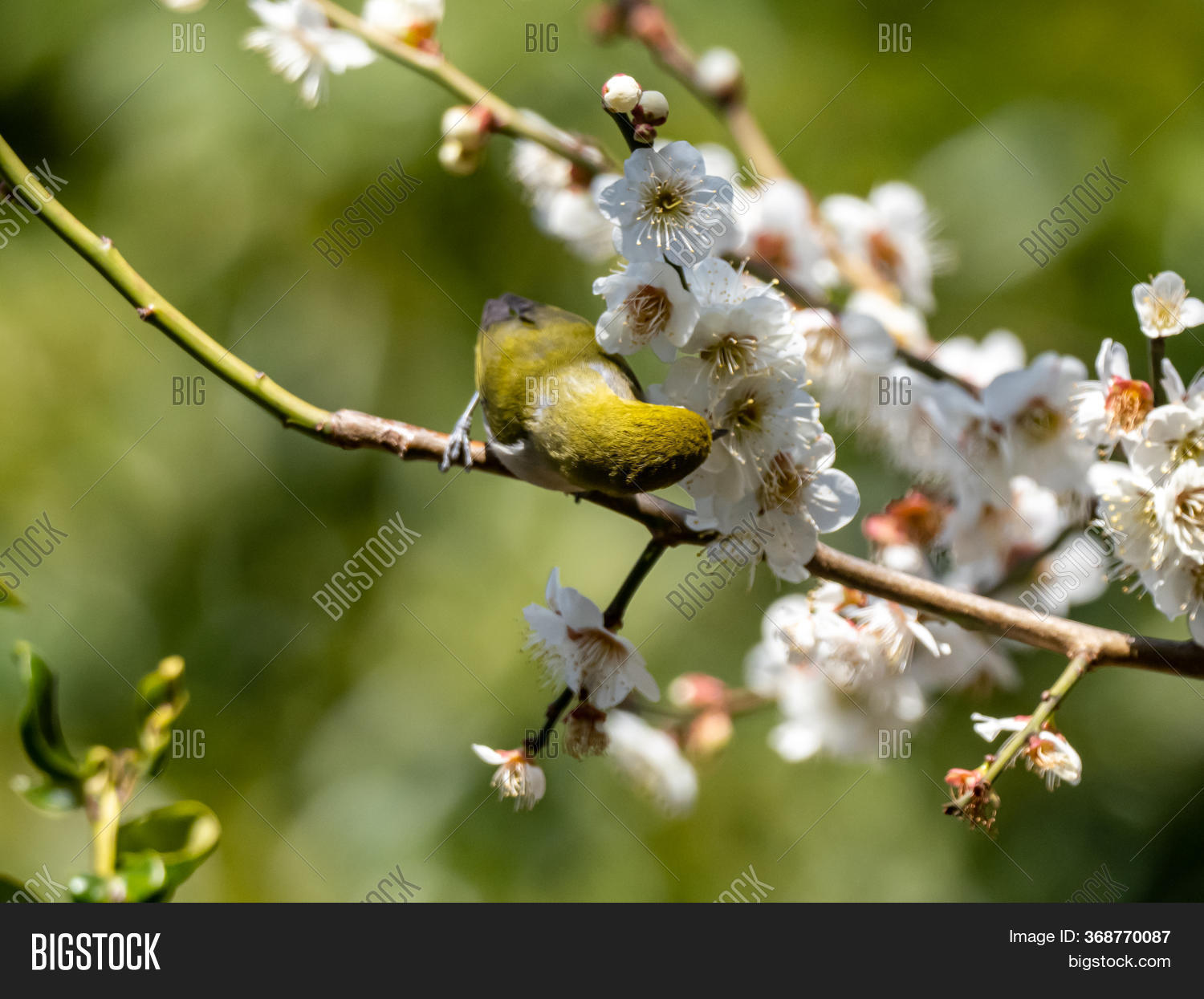 Japanese White-eye, Image & Photo (Free Trial) | Bigstock