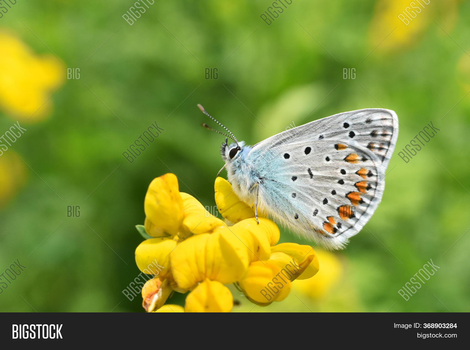 Common Blue Butterfly Image & Photo (Free Trial) Bigstock