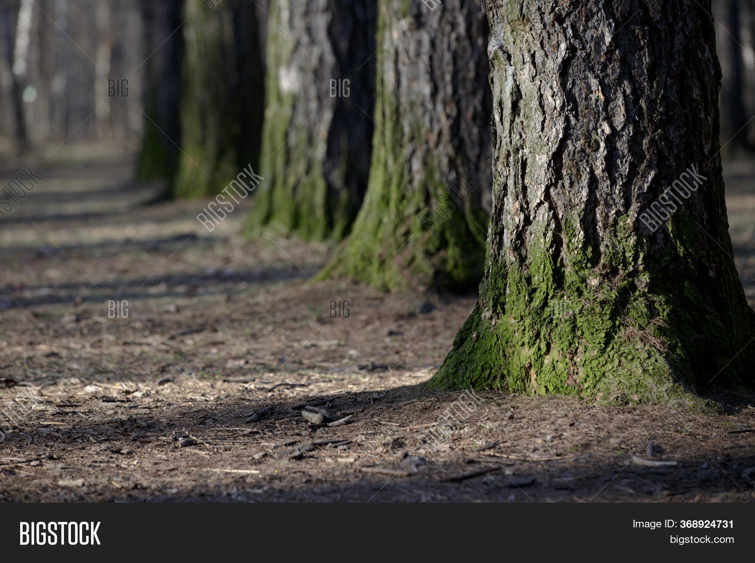 Large Tree Trunks Image & Photo (Free Trial) | Bigstock