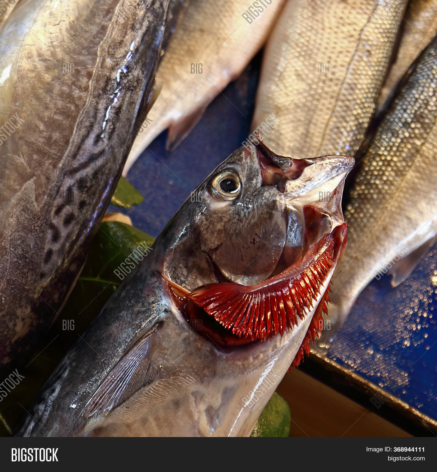 Raw Fresh Fish Red Image & Photo (Free Trial) Bigstock