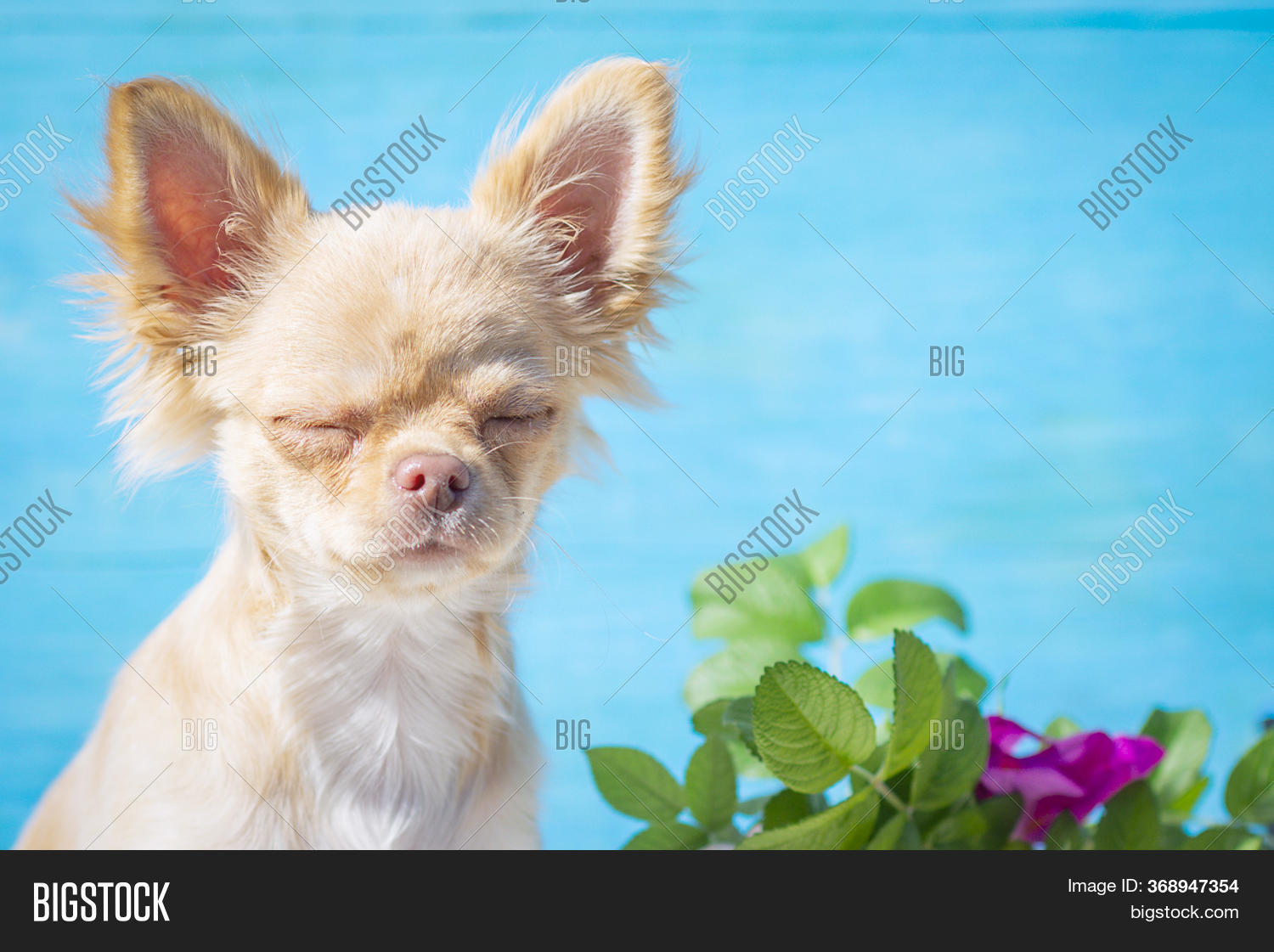 red chihuahua puppies