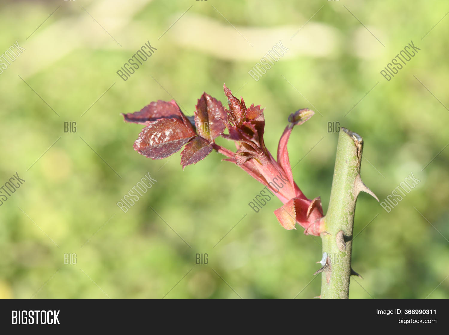 New Rose Bush Leaves Image & Photo (Free Trial) Bigstock