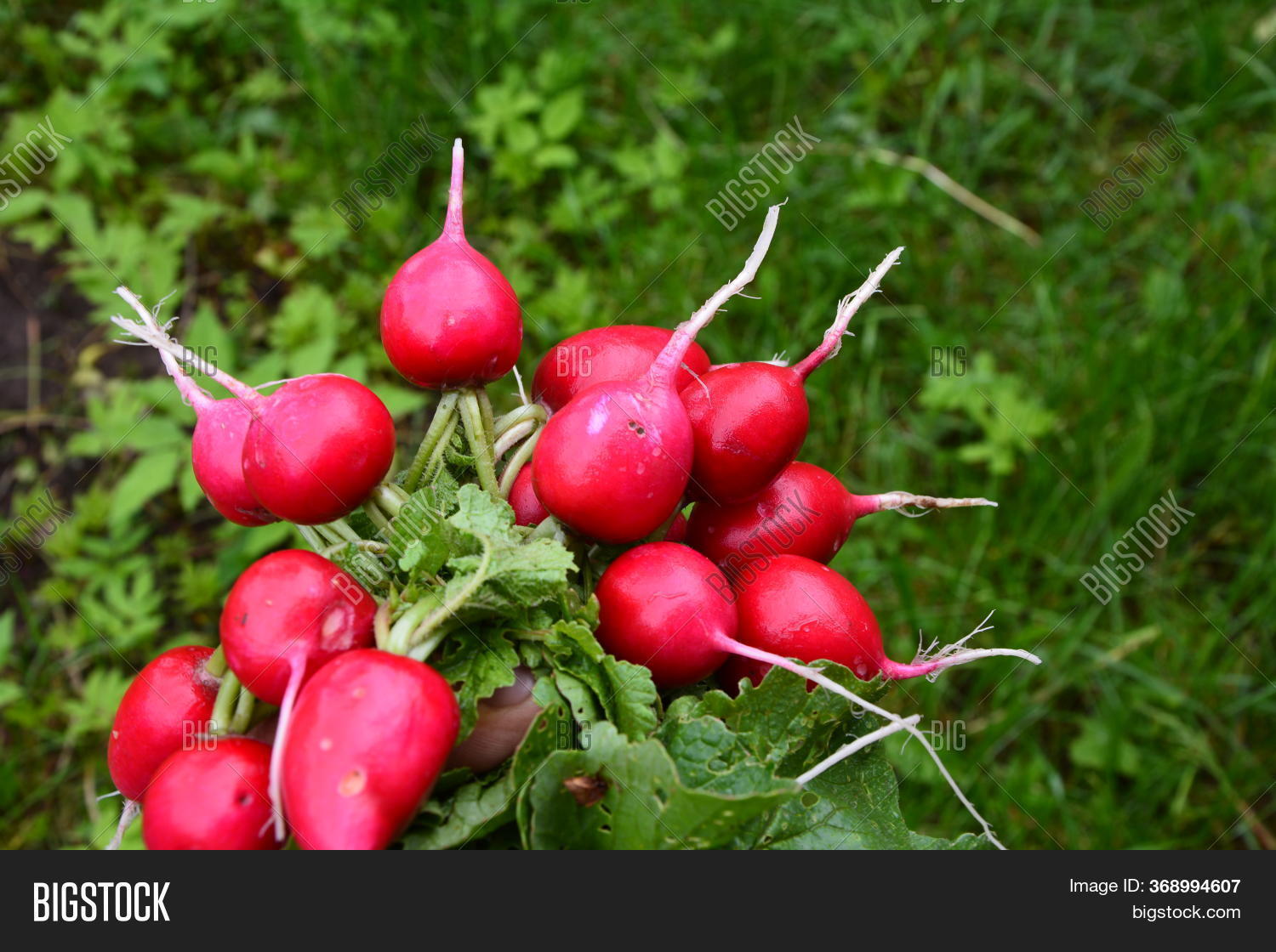 Radishes Harvest Image & Photo (Free Trial) Bigstock