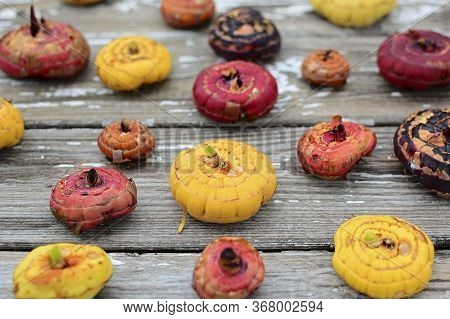 Gladiolus Bulbs Of Red, Yellow And Orange On A Gray Rustic Table. Close-up